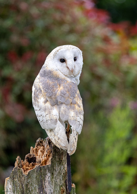 Barn Owl