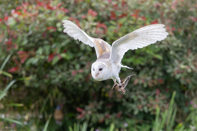 Barn Owl