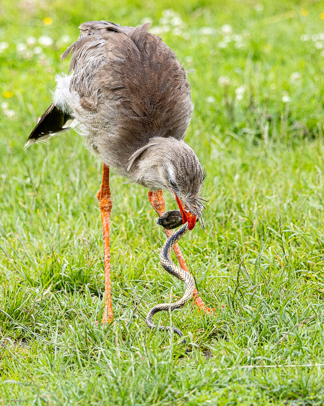 Red-legged Seriema