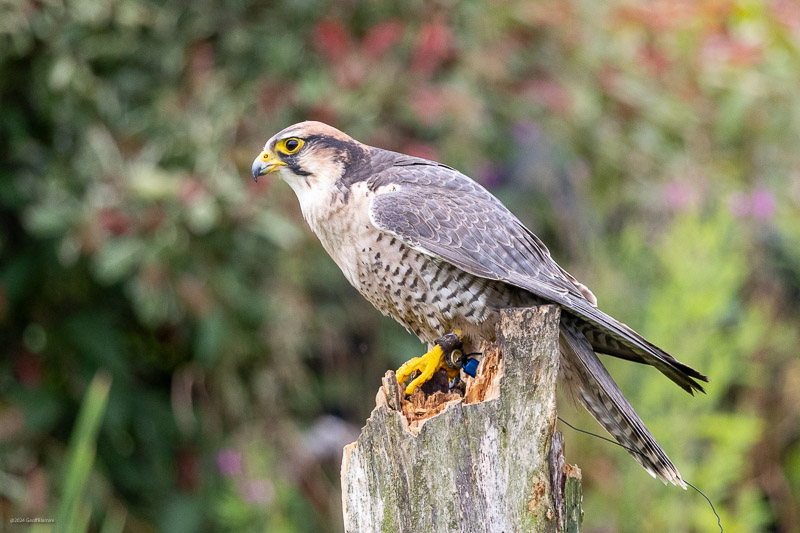 Lanner Falcon