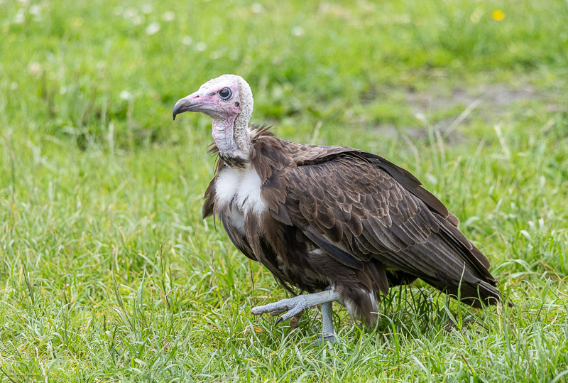 White-headed Vulture