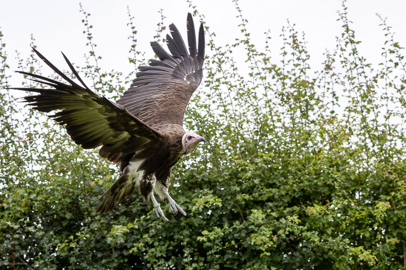 White-headed Vulture