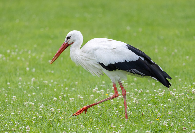 White Stork