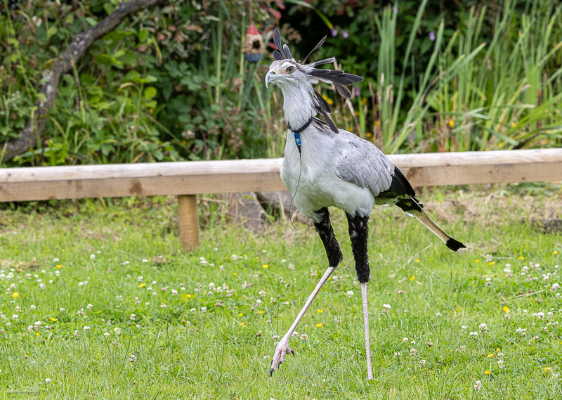 Secretary Bird